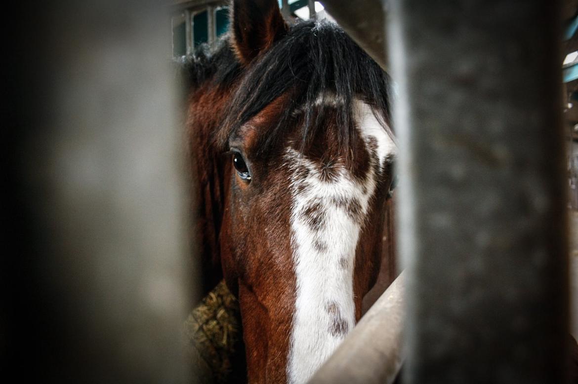 Hollandsk Varmblod Nim Con Calma billede 5