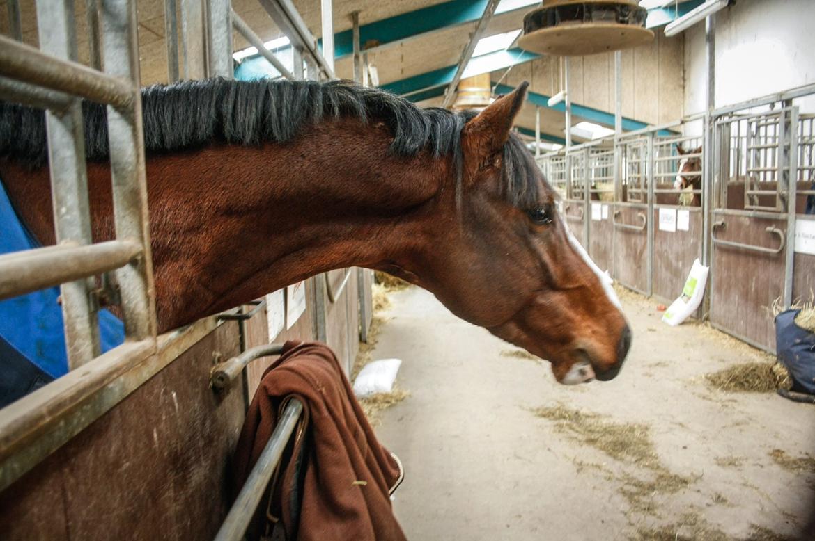 Hollandsk Varmblod Nim Con Calma billede 20