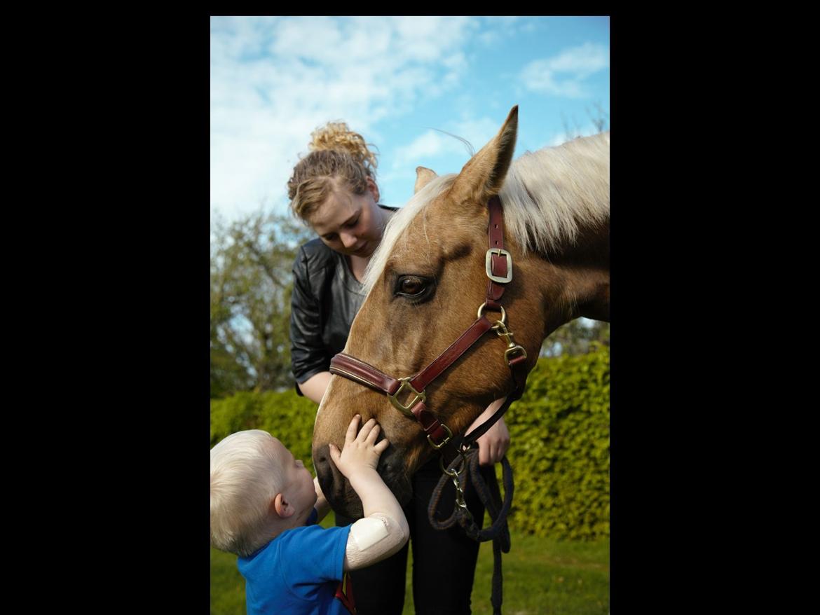 Palomino Heimdals amazing miracle billede 11