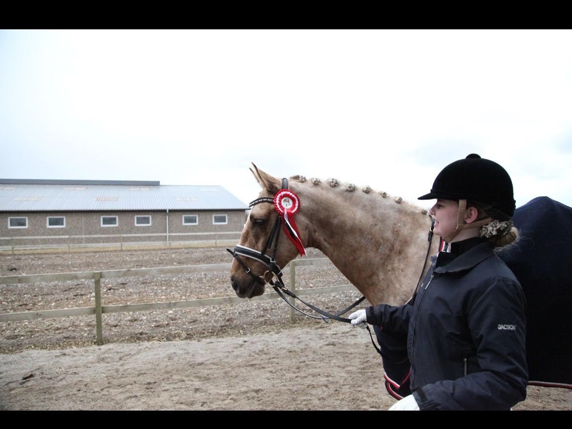 Palomino Heimdals amazing miracle billede 12