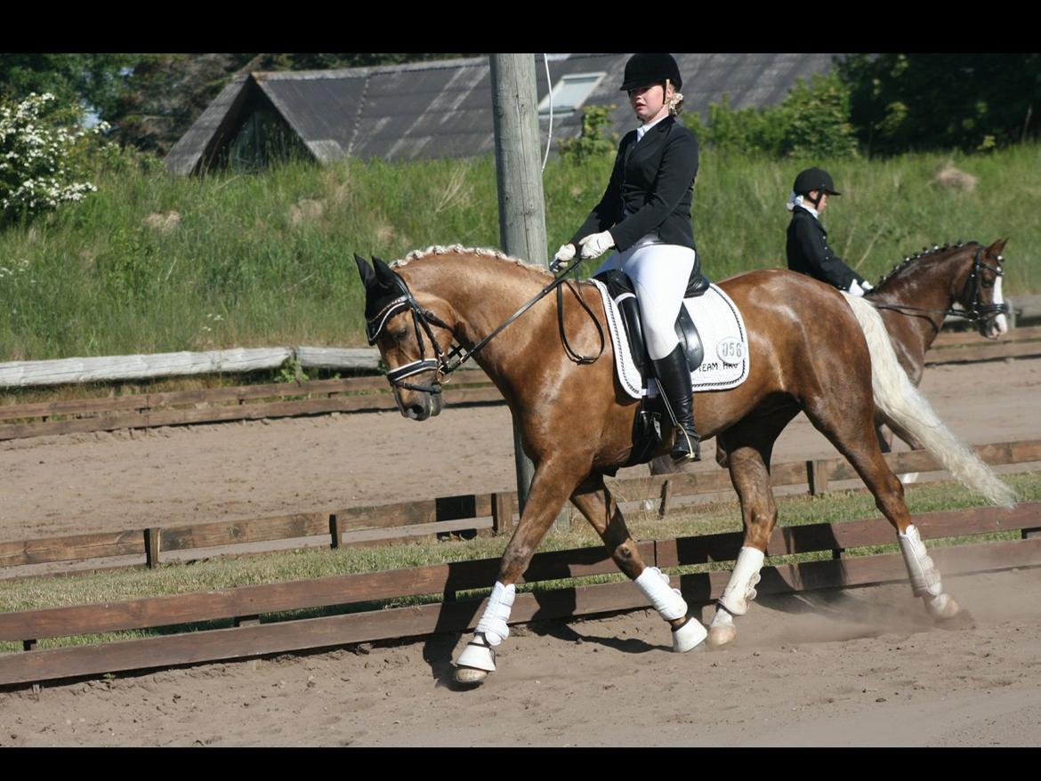 Palomino Heimdals amazing miracle billede 13