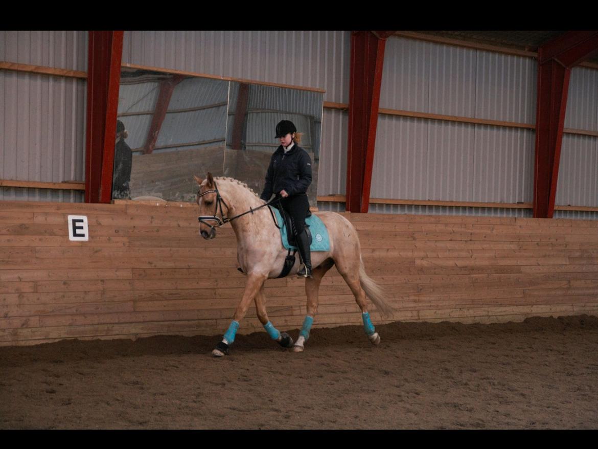 Palomino Heimdals amazing miracle billede 14