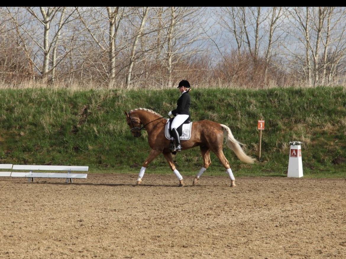 Palomino Heimdals amazing miracle billede 15