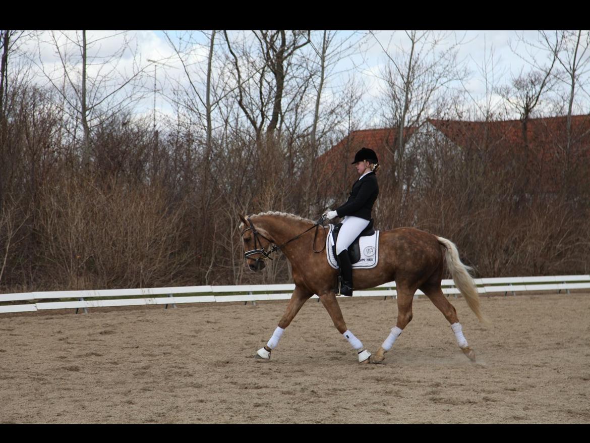 Palomino Heimdals amazing miracle billede 18