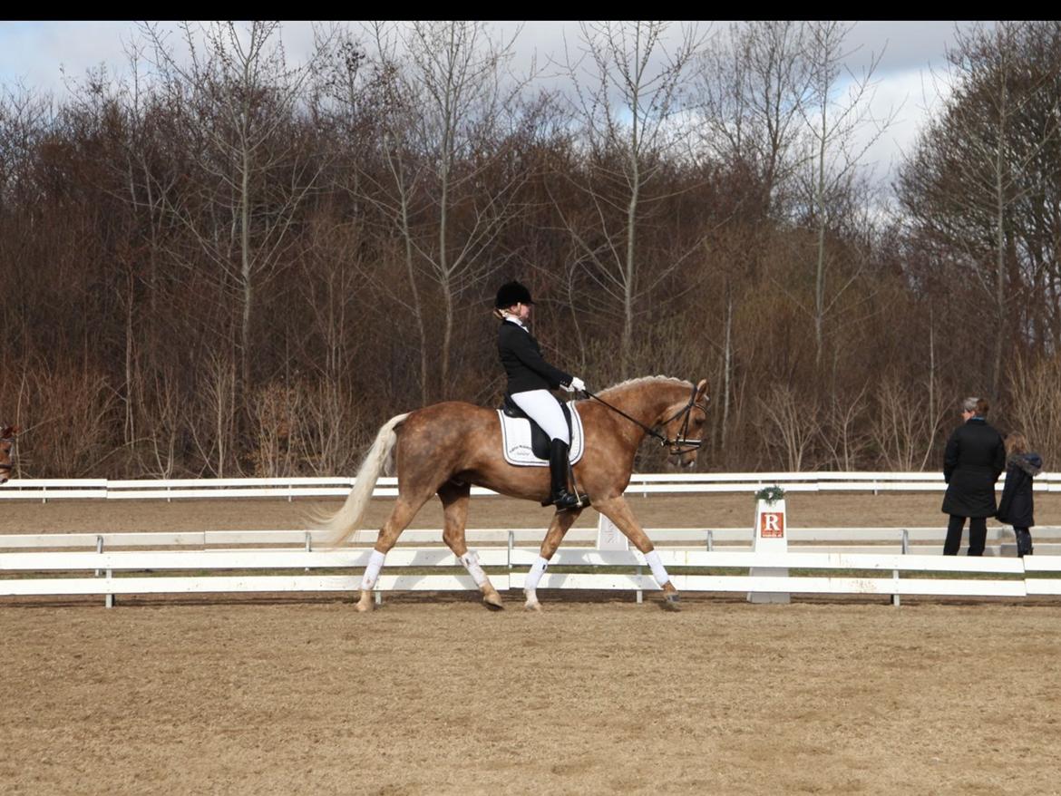 Palomino Heimdals amazing miracle billede 19