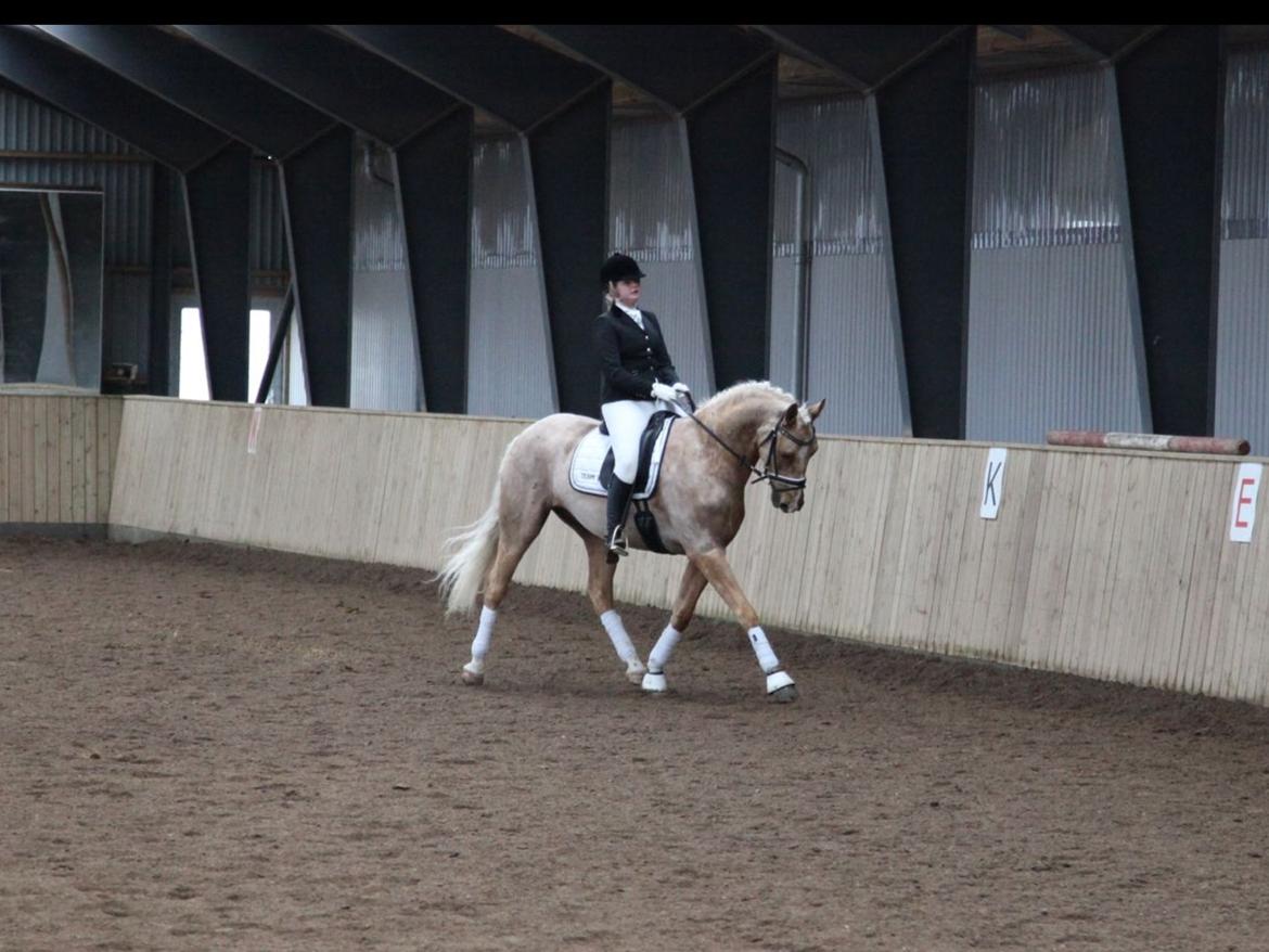 Palomino Heimdals amazing miracle billede 20