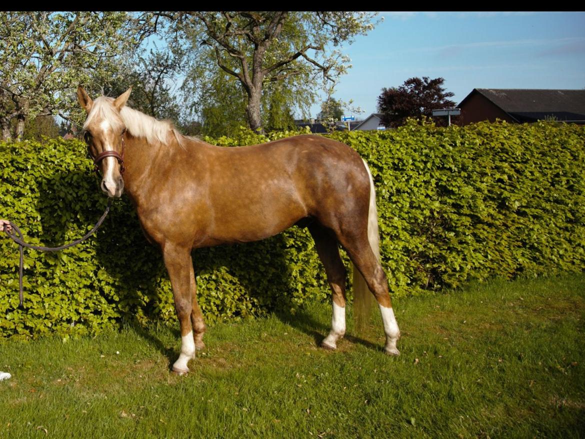 Palomino Heimdals amazing miracle billede 1