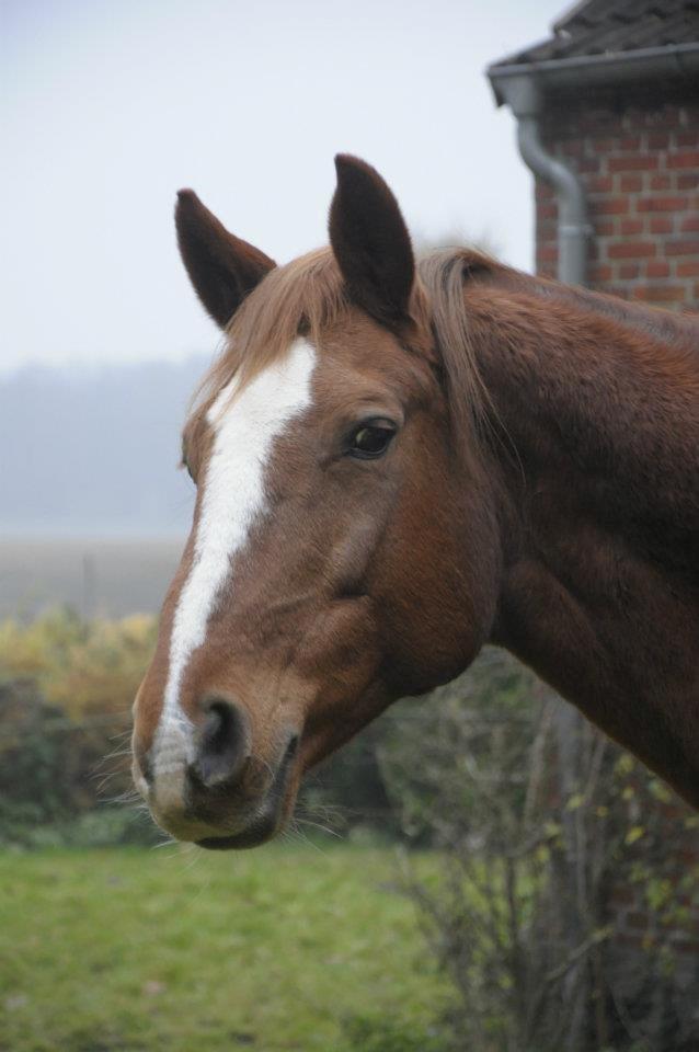 Hannoveraner Garwina billede 18