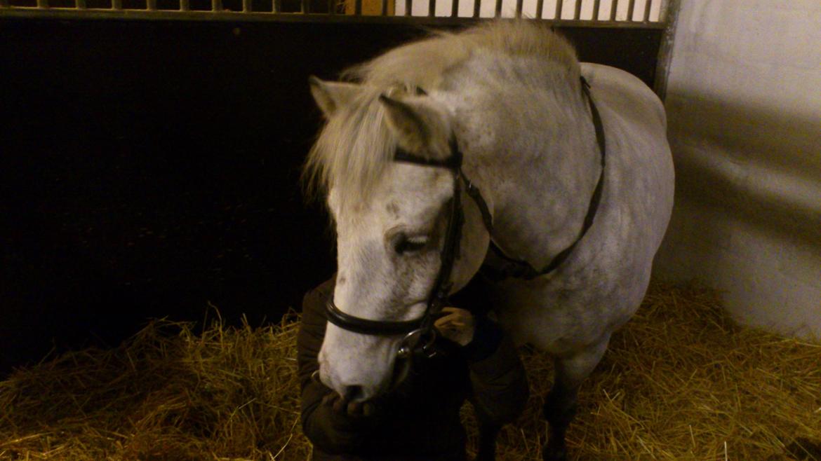 Anden særlig race Herkules *Elevpony* billede 13