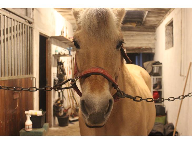 {{currentPhoto.altText}} billede {{currentPhoto.number}}