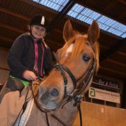 Anden særlig race Staldens Salina