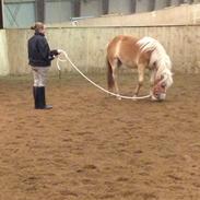 Haflinger <3 Misty <3