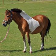 Anden særlig race Makker