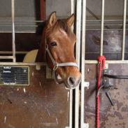 Anden særlig race Makker