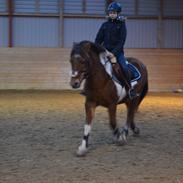 Anden særlig race Makker