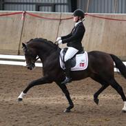 Welsh Partbred (Sec F) Bjerregårds Mozart