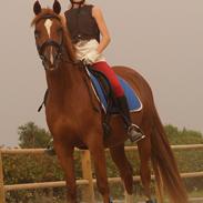 Tysk Sportspony PromiseC-S/Kenai