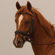 Tysk Sportspony PromiseC-S/Kenai