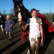 Irsk Sportspony Knockcullen Lass | B-pony |