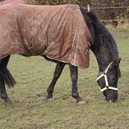 Anden særlig race Bailey