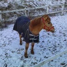 Anden særlig race Armani