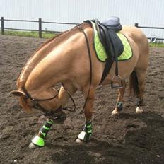 Anden særlig race Armani