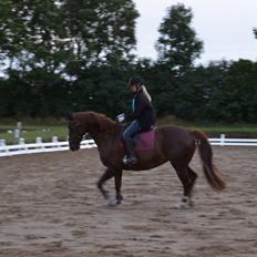 Dansk Varmblod Toskana