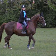 Dansk Varmblod Toskana