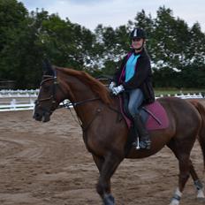 Dansk Varmblod Toskana