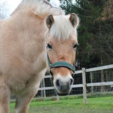 Fjordhest Freja |Den bedste <3|