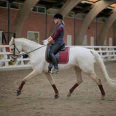Palomino Solheim's Ramina - RDH Hoppe