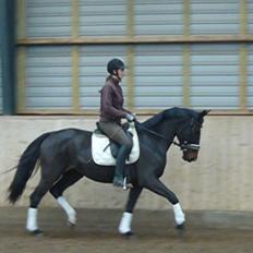 Dansk Varmblod Do Mali`