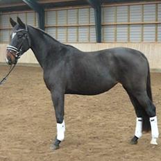 Dansk Varmblod Do Mali`