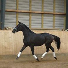 Dansk Varmblod Do Mali`