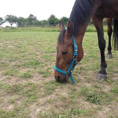 Traver Keegan Frazer