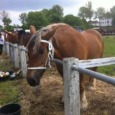 Jyde Virkelyst´s Fie