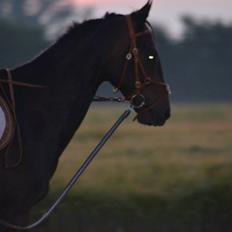 Dansk Varmblod Calvados J.