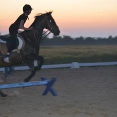 Dansk Varmblod Calvados J.