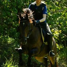 New Forest Holmens Kazai