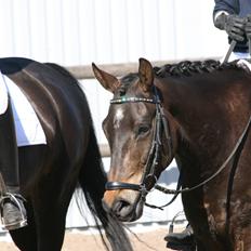 New Forest Holmens Kazai