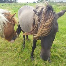Islænder Skvisa fra Stutteri Borg