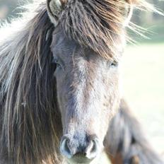 Islænder Skvisa fra Stutteri Borg