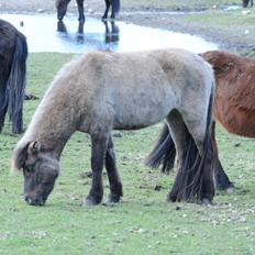 Islænder Skvisa fra Stutteri Borg