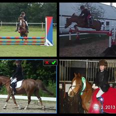 Welsh Mountain (sec A) Coverland's Athena