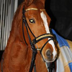 DSP Nørlunds Finette