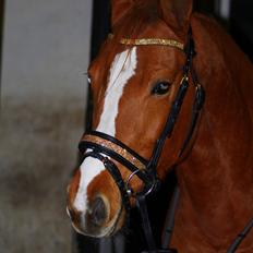 DSP Nørlunds Finette