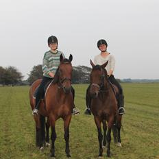 Dansk Varmblod Domingo F