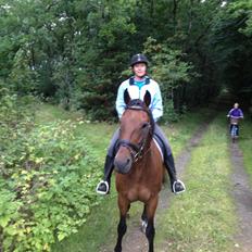 Dansk Varmblod Domingo F