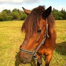 Anden særlig race Filur (solgt )