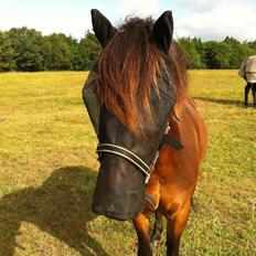 Anden særlig race Filur (solgt )